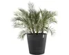 Ecopots Amsterdam Wheels 80 Pot de fleurs - L 80 cm x H Voir les images du produit 2