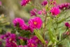 Aster novi-belgii 'Royal Ruby', Glattblatt-Aster, rubinrot, Produktbild-Vorschau 5