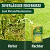 COMPO Rasenunkraut-Vernichter Banvel Quattro, Bekämpfung Produktbild-Vorschau 5