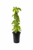 Pianta di luppolo Humulus lupulus 40–60 cm – Luppolo vero, Anteprima dell’immagine prodotto 1
