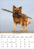 Korsch Kalender 2027: Hunde – Mit wechselnden Tiermotiven Produktbild-Vorschau 7
