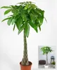 BALDUR Garten 1x Pachira Aquatica ca. 120-130 cm hoch, im Produktbild-Vorschau 2