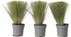Federgras - 3 Stk - Stipa tenuifolia 'Pony Tails' - Höhe Produktbild-Vorschau 1