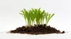 Biovita Gartenbau-Perlit 10L Prírodný pôdny kondicionér Náhľad obrázku produktu 5