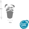 Podzimní sasanka Robustissima, 60 rostlin, Ø 9 cm ↕ 10–25 Náhled obrázku produktu 5