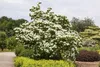 Cornus florida, Blumen-Hartriegel, 60–80 cm, weiße Blüten Produktbild-Vorschau 5