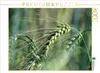 CALVENDO Puzzle Getreide 2000 Teile Puzzle quer | 2000 Produktbild-Vorschau 1