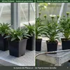 Stauden Gänge 1 x Echinacea purpurea 'PowWow White' - Produktbild-Vorschau 5