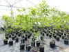 Esskastanie Castanea sativa 180 cm  Kastanie Kastanienbaum Produktbild-Vorschau 1