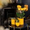 Kolibří orchideje - oranžová zlatá orchidej Phalaenopsis - Náhled obrázku produktu 12