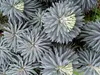 3 x Euphorbia characias ‚Blue Wonder‘ (winterhart/Staude) Produktbild-Vorschau 2