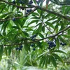 Rudraksha (Elaeocarpus ganitrus) - 3 graines Voir les images du produit 1