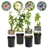 GreenboutiQ - Passionsblume - Passiflora Rainbow - Blume Produktbild-Vorschau 1