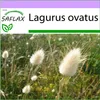 SAFLAX - Tráva z králičieho chvosta / Zamatová tráva - Náhľad obrázku produktu 5