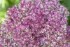 Sedum telephium, Fetthenne, ca. 9x9 cm Topf, sukkulent Produktbild-Vorschau 13