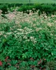 Große Sterndolde, im Topf - Astrantia major Produktbild-Vorschau 7