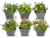 6x - Delosperma mix - Ø7cm - ↕10-12cm Voir les images du produit 1