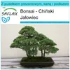 SAFLAX - Zestaw prezentowy - Bonsai - Chiński Jałowiec - 30 Podgląd zdjęcia produktu 10
