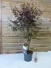 [Palmenlager] XL Fächerahorn Acer "Twombly's Red Sentinel" Produktbild-Vorschau 2