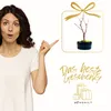 Bonsai - Bonsai baum Japanischer Fächerahorn - Acer (Ahorn) Produktbild-Vorschau 6