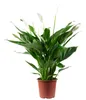 Feuille unique avec 4-8 fleurs/bourgeons - Spathiphyllum Voir les images du produit 2