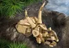 LEGO Jurassic World Szkielety Dinozaurów: Czaszka Podgląd zdjęcia produktu 21