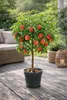 Nectarine naine, tige de 130 à 180 cm – Prunus persica Voir les images du produit 3