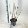 Prunus tomentosa - Filzkirsche | 35-40 cm im Topf Produktbild-Vorschau 1