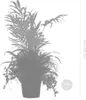 Bloomique - Mix 4 - Mieszanka przyjazna zwierzętom - Cypr Podgląd zdjęcia produktu 10
