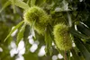 Castanea sativa, Esskastanie, 80–100 cm Produktbild-Vorschau 1