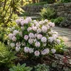 Bloomique - Lot de 2 - Rhododendron Bloombux rose - Voir les images du produit 1