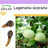 SAFLAX - Africká obrovská tekvica - Lagenaria siceraria - Náhľad obrázku produktu 5