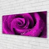 Glasbilder 125x50 Wandbild Druck auf Glas Rose Pflanzen Produktbild-Vorschau 2