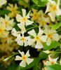 BALDUR Garten 1x Winterharter Jasmin 'Star of Toscane®' Produktbild-Vorschau 2