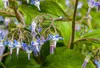 6 x Trachystemon orientalis - Trachystemon orientalis - Anteprima dell’immagine prodotto 1