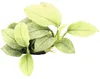 Vodní rostlina Anubias nana 'Jade' Náhled obrázku produktu 1