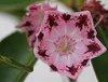 Lorbeerrose - Berglorbeer Moyland - Kalmia latifolia Produktbild-Vorschau 5