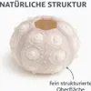 Seeigel Gehäuse Sputnik ( Sputnic ) Durchmesser ca. 5-7cm Produktbild-Vorschau 6