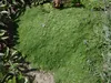 Stauden Gänge 100 x Thymus praecox 'Minor' - Produktbild-Vorschau 2