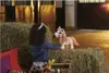 My Little Pony Stylová Cinnamon Náhled obrázku produktu 13