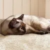 A Siamese cat is lying on a fluffy beige surface with a striped beige background. Podgląd zdjęcia produktu