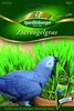 Quedlinburger Saatgut - Ziervogelgras - Samen - 291259 Produktbild-Vorschau 3