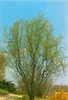 Salix matsudana 'Tortuosa', Korkenzieher-Weide, 60–100 cm Produktbild-Vorschau 9