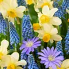 Mischung aus 100 - 6 Monate alten Blumen - Farbmischung - Produktbild-Vorschau 8