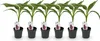 GreenboutiQ - Obstpflanze - Bananenpflanze - Musa Produktbild-Vorschau 2