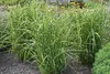 Stauden Gänge 5 x Miscanthus sinensis 'Strictus' im 1 Liter Produktbild-Vorschau 2