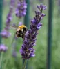 BALDUR Garten 6x Lavendel 'Phenomenal®' Duftlavendel, Produktbild-Vorschau 3