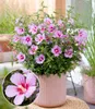 BALDUR Garten 1x Zwerg-Hibiskus 'Little Legends Pink®', Produktbild-Vorschau 1