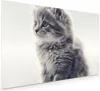 Küchenrückwand Spritzschutz Glas mit Motiv Kitten Portrait Produktbild-Vorschau 1