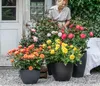 Dehner Rose Edelrose Nostalgie®, Züchter Tantau, Produktbild-Vorschau 6